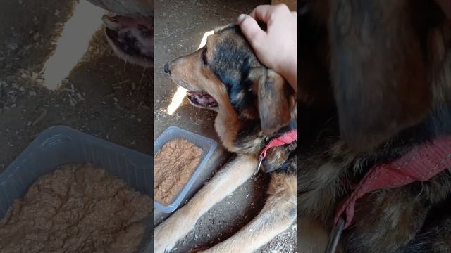 Таким вчера был последний день жизни Потапа: с утра и до погрузки в автомобиль ехать в клинику... смотреть онлайн