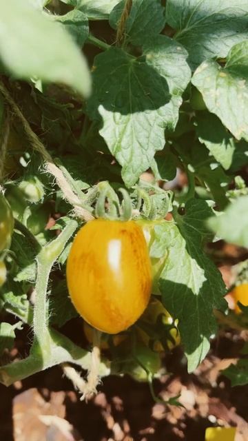 Beautifully Colored Peppers and Tomatoes 💜💚 смотреть онлайн
