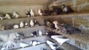Агасиевские бойные голуби Агаси Владимировича Казахецян