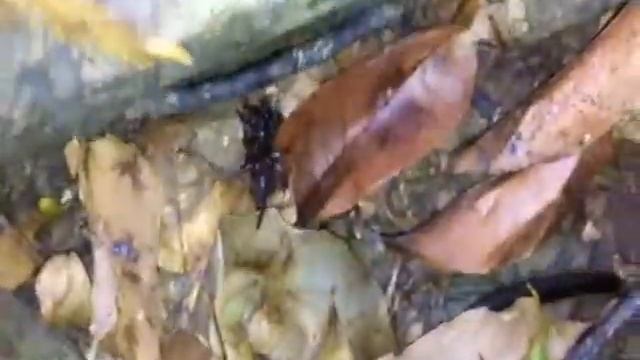 Funnel Web Spider смотреть онлайн