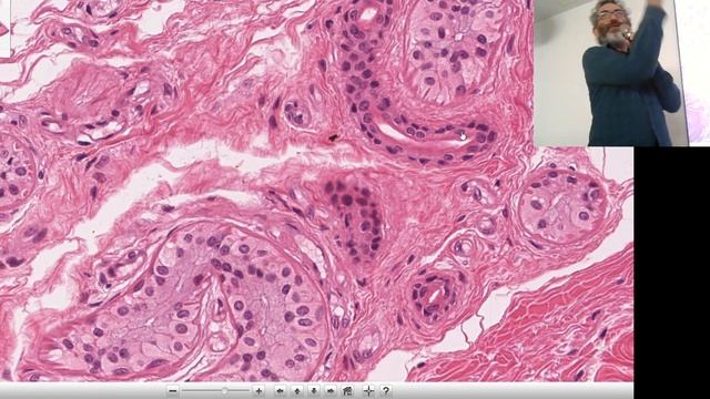 BCT-B_Ghiandole Esocrine_prima parte смотреть онлайн