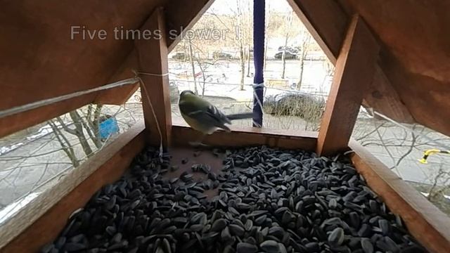 Tits смотреть онлайн