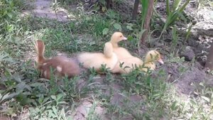 индоутки-выгул