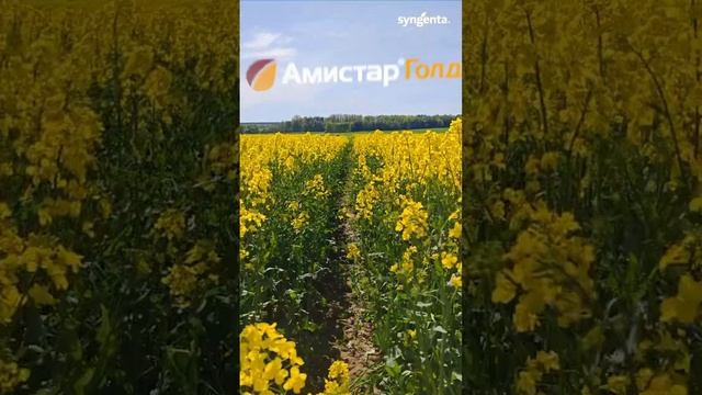 Склеротиниоз и Альтернариоз. Защищаем рапс эффективно💪 #сельскоехозяйство