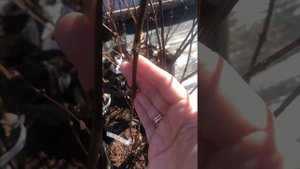 Жимолость 3 летки, лучшие канадские сорта. Обзор наших саженцев