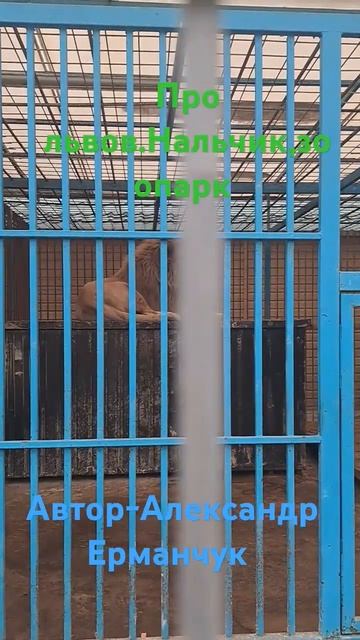 Зоопарк, про львов. Нальчик #путешествие #нальчик #кавказ #zoo #животные смотреть онлайн