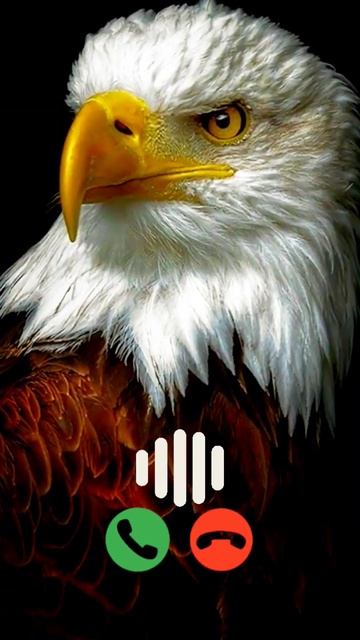Eagle Ringtone || New Eagle Ringtone || #kiranraja786 #shorts #eagle