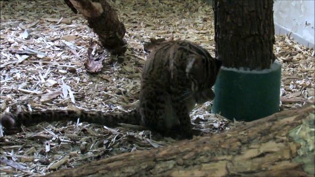 Мраморный кот. 17.12.20 г. смотреть онлайн
