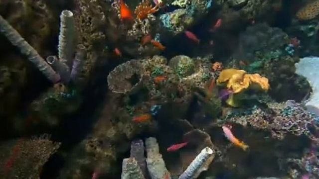 fish 143 смотреть онлайн