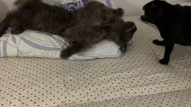 Мопсик Боб и Том. Голодные игры. смотреть онлайн