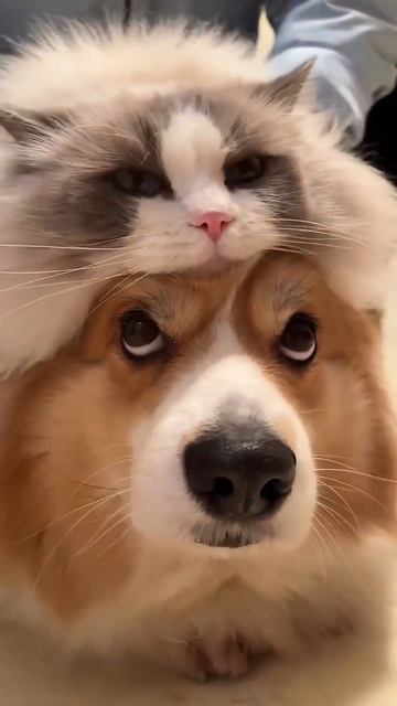 Пов: Собака і Кіт смотреть онлайн