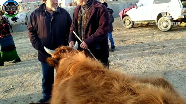 🐄МАЛ БАЗАР🐂СКОТНЫЙ РЫНОК,05.03.2023ж.#тахиаташ#кк-стан#узбекистан#базар#рынок#корова#быки#скотина смотреть онлайн