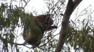 Cape Otway. Koalas