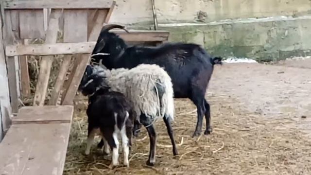 Козлята, козочки, овечки на фотосессию. | 8 916 - 702-11-08 Москва смотреть онлайн