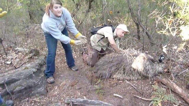Collecting Emu Eggs смотреть онлайн
