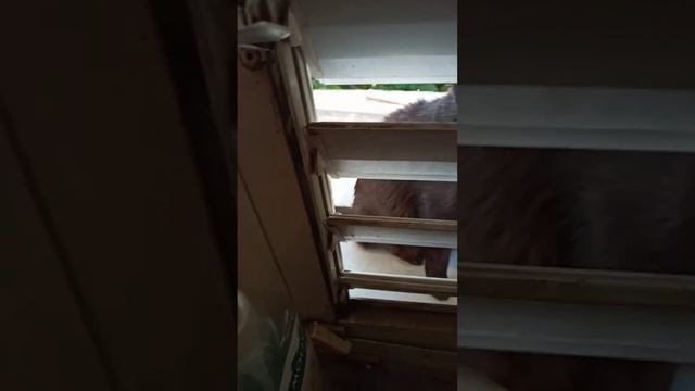 ЧЕРНУШКА ПРОСИТ КУШАТЬ. смотреть онлайн