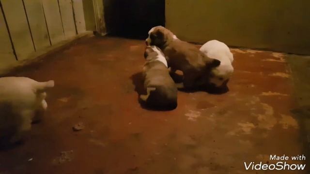 Помет - Х от Леди и Нурика
Тимерташ Железная Леди  Олимпик Стар Нео-Нуар.
На сейчас свободен 1 м