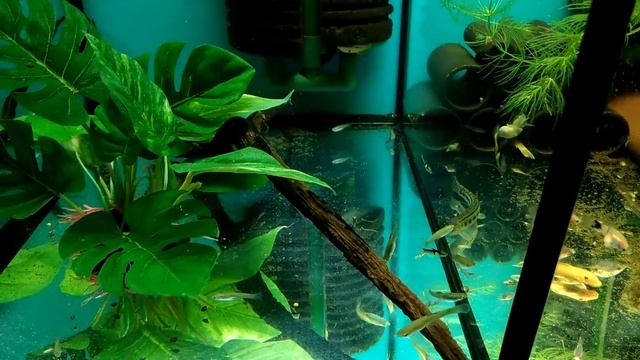 20170521Guppy endler EL-TIGRE CAMPOMA艾爾虎紋安德拉斯孔雀魚