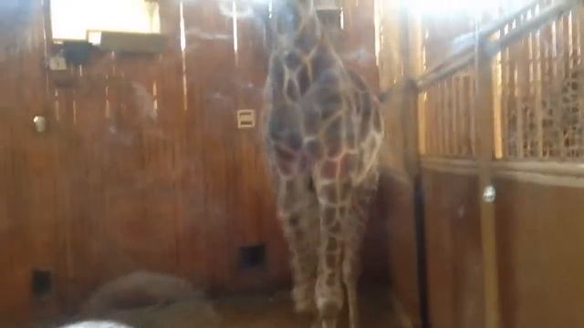 Киевский зоопарк смотреть онлайн