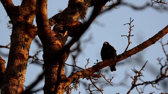 Kuldnokk (Sturnus vulgaris; Common Starling) смотреть онлайн