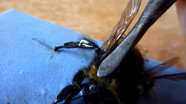 bourdon смотреть онлайн