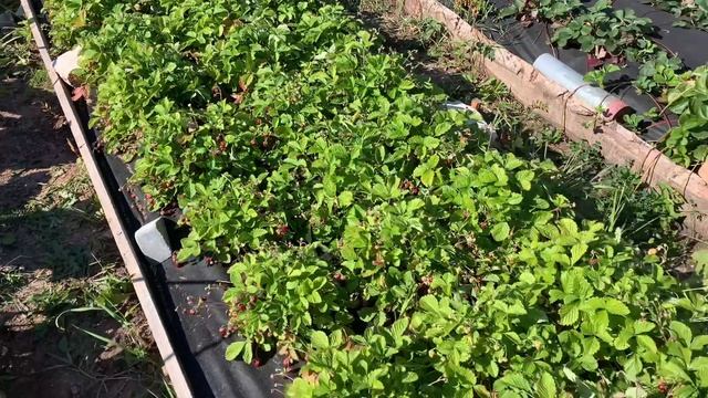 Душистая земляничка все лето и осень! смотреть онлайн