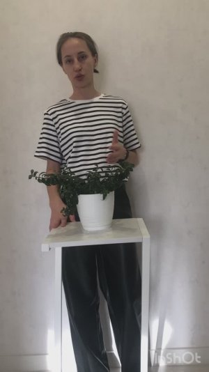 Нематантус комнатный как ухаживать в домашних условиях