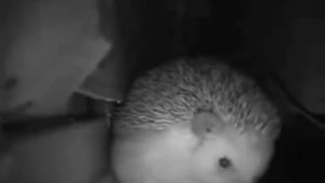 Ёжик чихнул и вы упали