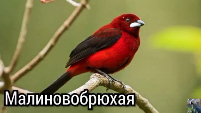 Расписные танагры (лат. Ramphocelus) смотреть онлайн