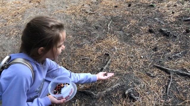 Прогулка в парке, белка ест орешки)) собаки напали! смотреть онлайн