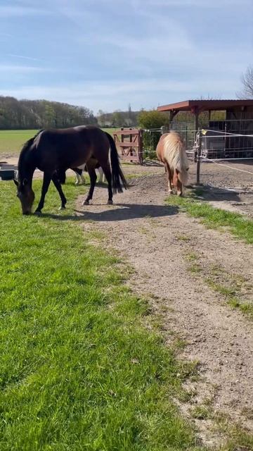 My horses favorite thing pony equestrian fypシ cute jumping horse shetlandpony viral