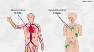 39. Строение сердца и его работа. Кров-я и дыхат-я системы