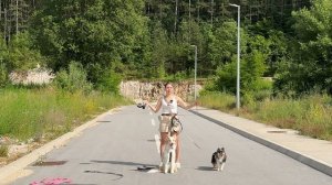 ПЛЮСЫ И МИНУСЫ ПЕРЕСТЕЖКА/ПОВОДОК/РУЛЕТКА.  ВСЕ ПРО ДЛИНУ ПОВОДКА. ЧЕМ пользуется кинолог