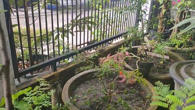 IDOLA by Balkon Selatan| Maestro Original no: 1 #romantic&melancolic #sweet song# смотреть онлайн