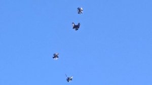 Голуби Николаевские Змиевка,14.07.2024