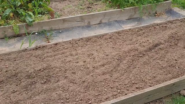 Посадка садовой земляники в грунт