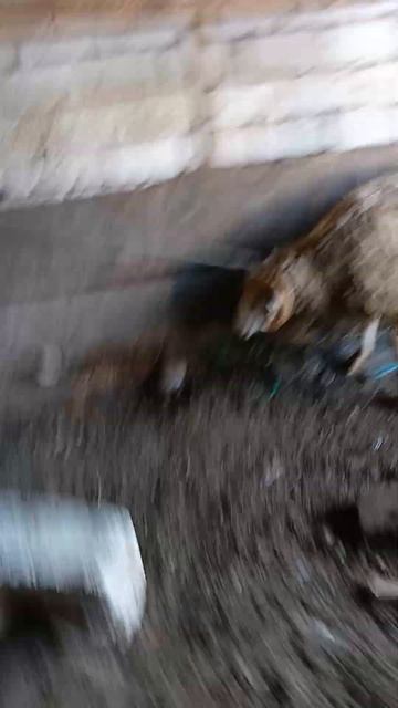 когда ты не боишься барана ведь ты сам баран смотреть онлайн