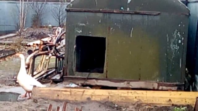 Дружба Гуся и Собаки смотреть онлайн