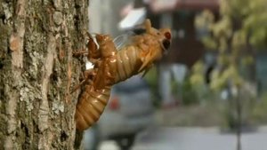Цикады