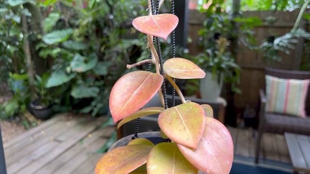 HOYAS AND GARDEN UPDATE hoya urbanjungle  houseplants
