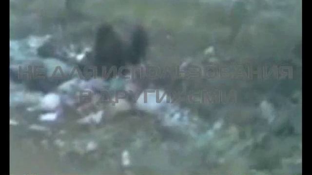 09.06.2014 - Осторожно - медведи! смотреть онлайн