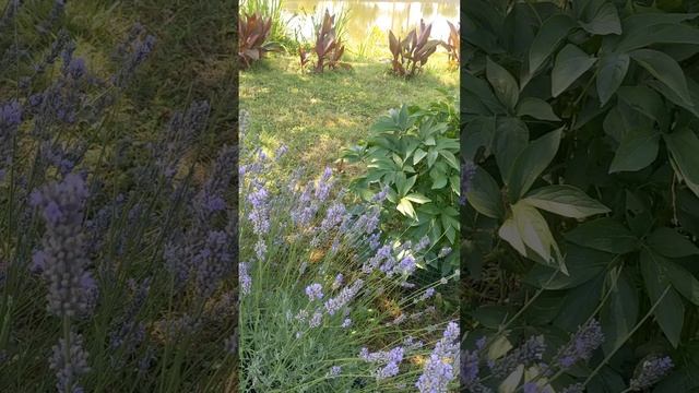 лаванда и её обитатели( пчёлы, бабочки, шмели, бражники) смотреть онлайн