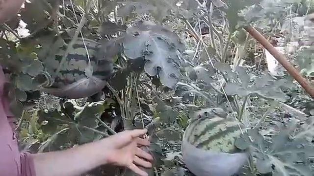 Вертикальный способ выращивание арбузов