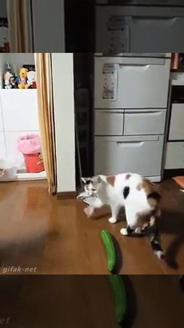 Kot i ogurec Кот увидил огурец смотреть онлайн