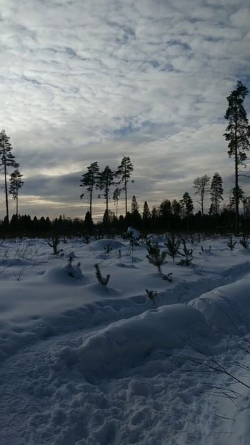 Крик ворона на опушке леса.Crow scream in the woods. смотреть онлайн
