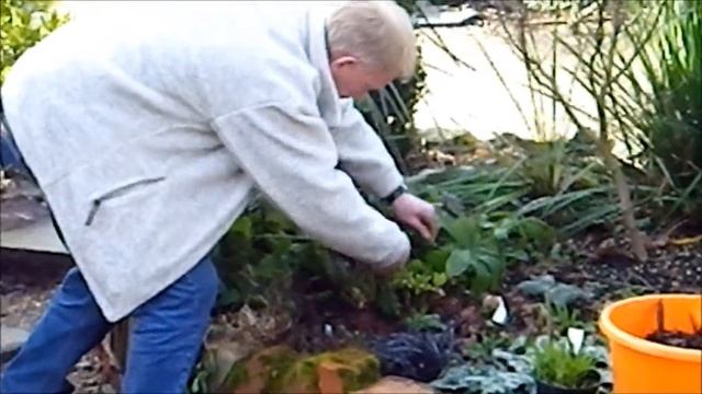 Plants to Plant - Hellebore Pruning смотреть онлайн