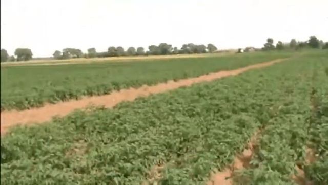 Осмотр семенных посадок после ветра и дождя смотреть онлайн