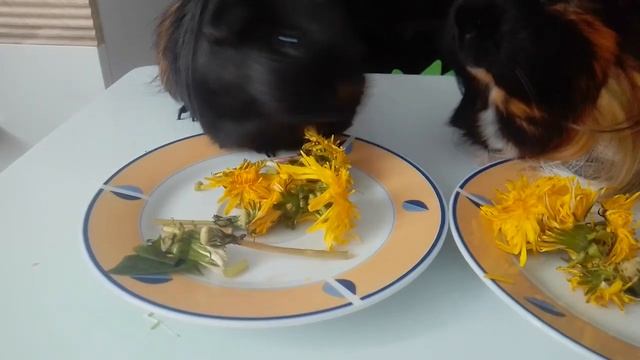 давай первый раз в жизни свинкам одуванчик пробуют свинки 🌟 🌟 🌟 смотреть онлайн