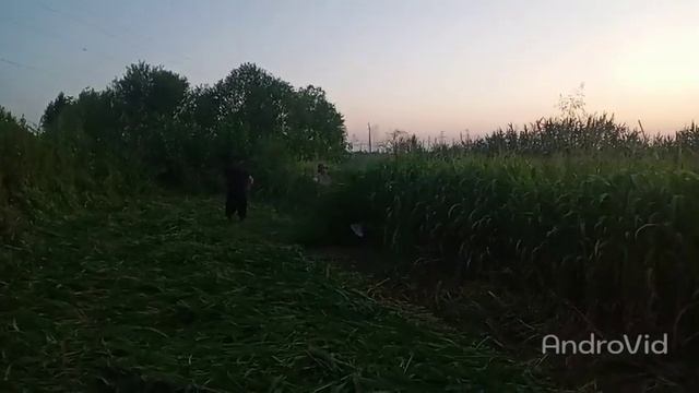 Кукуруза. смотреть онлайн