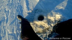 Ловля окуня на зимнюю блесну.  Озеро Ильмень